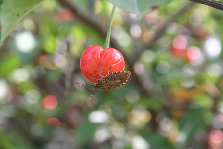 Brown Marmorated shield bug on sour cherry fruit in the orchard. Halyomorpha halys insect on fruit.