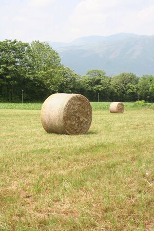 Golden hay bales on a meadow in summer. Agricultural field in the Northern Italyの写真素材