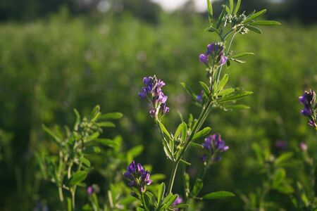 Alfalfa field in bloom at the sunset. Agricultural field on summer. Medicago sativa fieldの写真素材