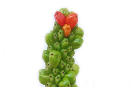 Giant plant with green and red fruits isolated on white background. Arum italicum wild plant on summerの写真素材