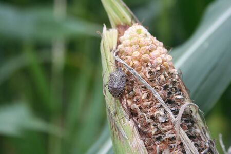 Brown marmorated shield bug eating in cob corn in the field. Halyomorpha halys insect in a corn cultivation on summerの写真素材