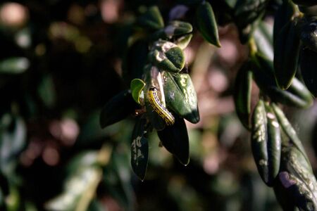 Box bush attacked by Cydalima perspectalis caterpillar. Cydalima perspectalis eating Boxus green leavesの写真素材
