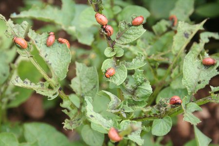 Red larva of the Colorado potato beetle eats potato leaves. Leptinotarsa decemlineata on potato...