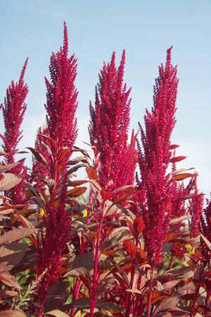 Amaranth plants against blue sky in the field. Amaranthus field on summerの写真素材
