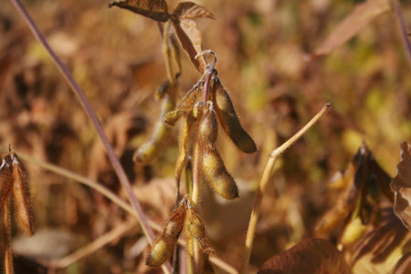 Close-up of a golden dry field in the italian countryside. Dry soybean plants in a sunny day