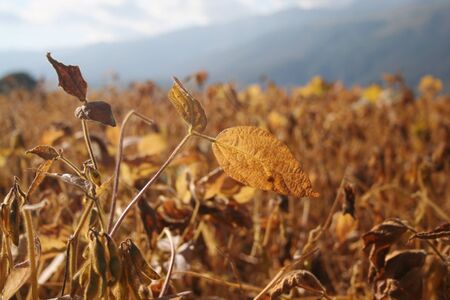Golden soybean field ready to harvest with mountains in the background. Dry soybean plants in a sunny dayの写真素材