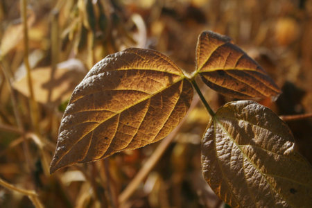 Close-up of a golden dry field in the italian countryside. Dry soybean plants in a sunny day