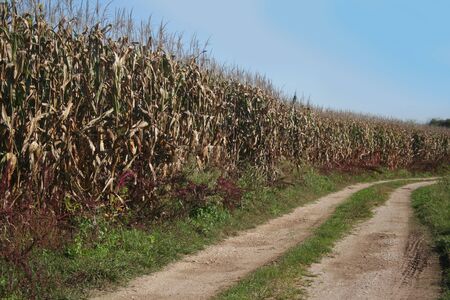 Dry golden corn field ready to harvest in the italian countryside. Corn field on a sunny dayの写真素材