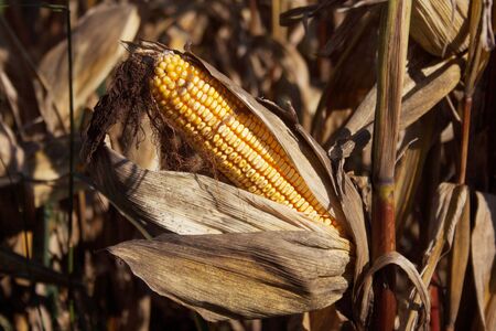 Corn field with ripe yellow corn cobs ready to harvest in northern Italy on a sunny day. Agricultural field on summerの写真素材