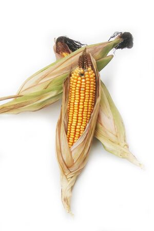Fresh ripe yellow corn cob isolated on white backgroundの写真素材