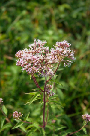 Wild pink flowers of Hemp-agrimony. Eupatorium cannabinum plant in bloom
