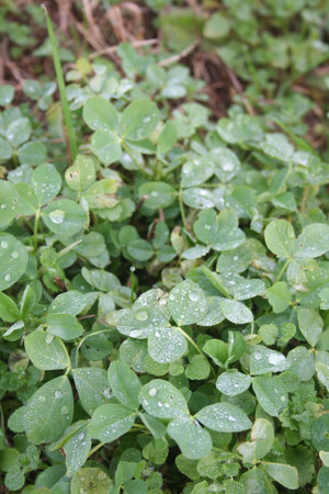 Fresh green Alfalfa plants in the field covered by raindrops or dew. Medicago sativa cultivation