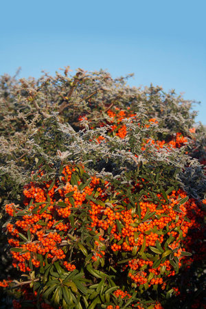 Close-up of Pyracantha branch covered by frost in the garden on winter season. Firethorn bush with...