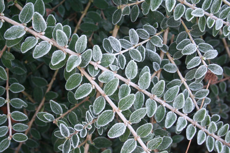 Close-up of Cotoneaster branch covered by frost in the garden on winter season
