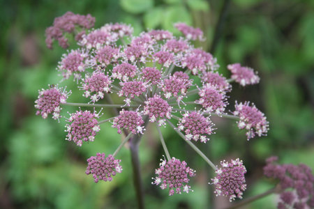 Aegopodium podagraria plant in bloom, also called Bishop's weed or Goutweed, White flowers in the...