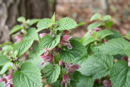 Nettle plants with many pink flowers on springtime on selective focus