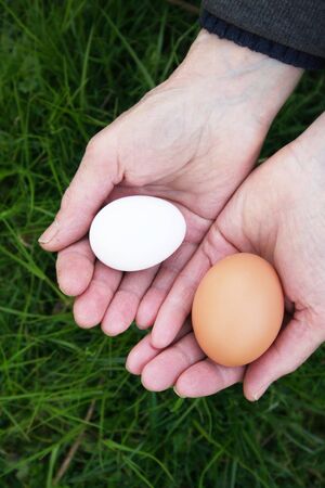 Old female hands holding two different eggs: Leghorn chicken white egg and laying chicken egg on green grass backgroundの写真素材