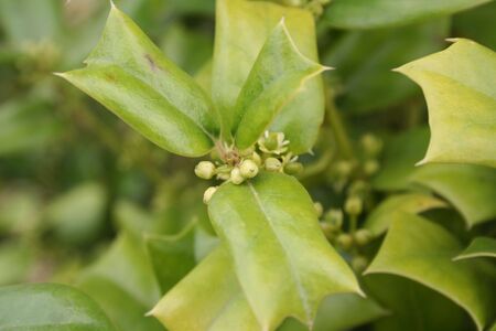 Ilex aquifolium bush in bloom, Holly tree with small pale yellow flowers on springtime.の写真素材