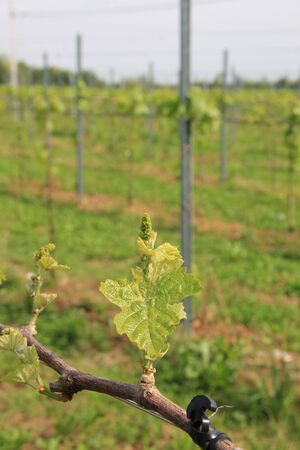 Vine plants growing in the vineyard in the northern Italy countryside on a sunny day. Vitis vinifera cultivationの写真素材