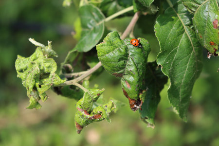 Close-up of a ladybird eating green aphids on a Apple tree leaves in the orchard