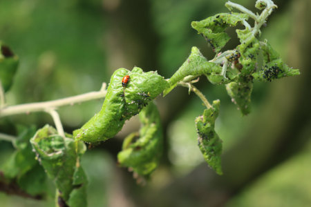 Close-up of a ladybird eating green aphids on a Apple tree leaves in the orchard