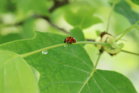 Close-up of a ladybird eating an aphid on a Tulip tree leaf