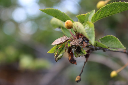 Brown Marmorated shield bug on sour cherry fruit in the orchard. Halyomorpha halys insect on fruit.