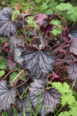 Heuchera plant with purple variegated leaves in the garden on springtime