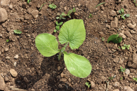 Green pumpkin plant growing in the vegetable garden. Cucurbita maxima plantの写真素材