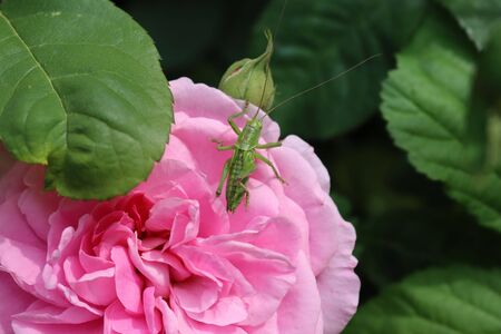 Green grasshopper on a pink rose flower in the gardenの写真素材