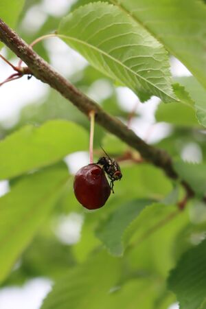 Calliphora vomitoria insect on a ripe fruit. Black fly eating a red sour cherry fruit on branch in the orchardの写真素材