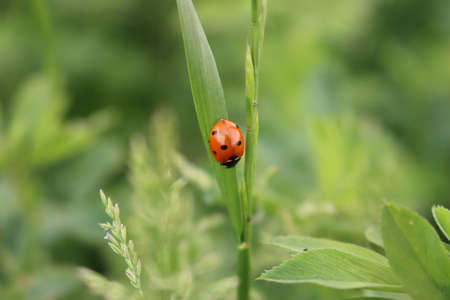 Ladybug an a green grass leaf. Ladybug in a meadow on summerの写真素材