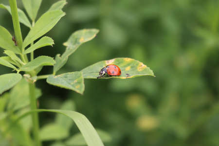 Ladybug an a green Alfalfa leaf. Ladybug ina medicago sativa fieldの写真素材