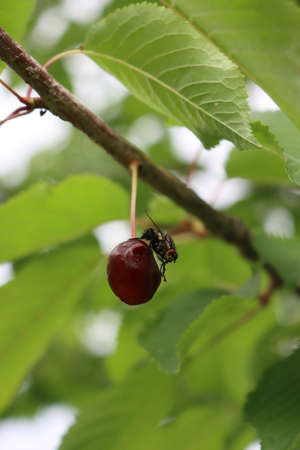 Calliphora vomitoria insect on a ripe fruit. Black fly eating a red sour cherry fruit on branch in the orchardの写真素材