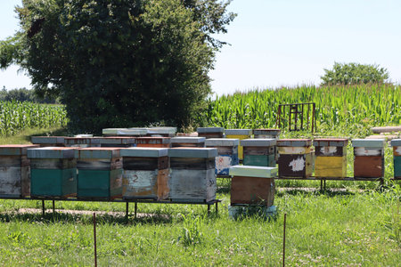 Many colorful beehives in a row near a corn field on a sunny day