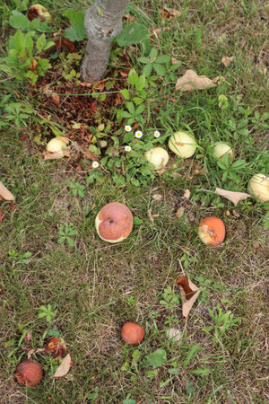 Rotten apple fruits under the tree in the orchard. Apple cultivation on summer. Malus domestica