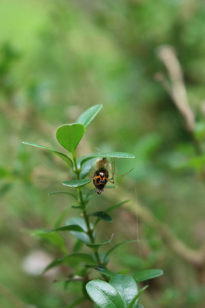Ladybug captured by a spider on a bush in the garden on summer