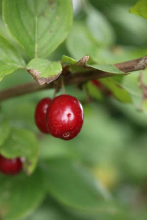 Close-up of red ripe fruits of a Cornelian cherry tree in the garden. Cornus mas on summerの写真素材