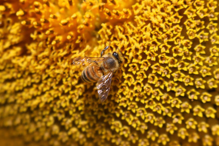 Close-up of Honey bee collecting nectar on a yellow sunflower. Apis mellifera on a Helianthus annuus...