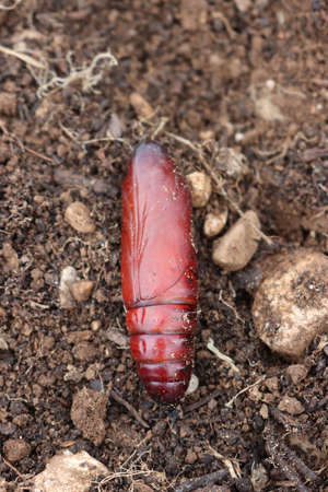 Red Butterfly cocoon on the ground. Greater Death's Dead Hawk-moth cocoon.Acherontia atroposの写真素材