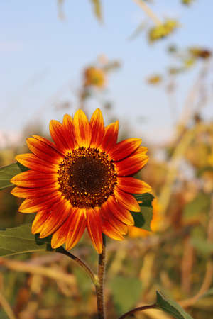 Red and yellow "Ring of fire" sunflower in bloom in the garden. Helianthus annuusの写真素材