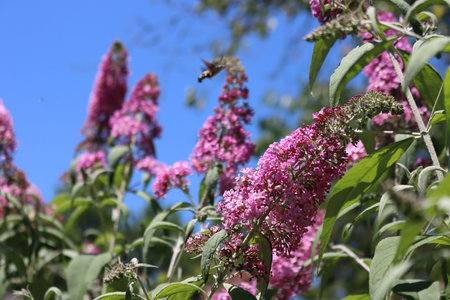 Lilac flowers on branch on a sunny day. Syringa vulgaris in bloom