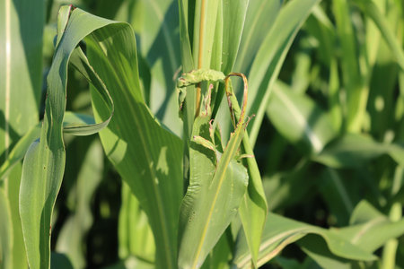 Green Sorghum field damaged by Armyworm moth larva. Mythimna unipuncta moth