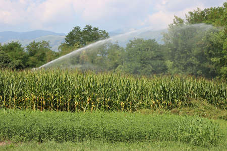 Water irrigation system on function on a green corn field on summer in the italian countrysideの写真素材