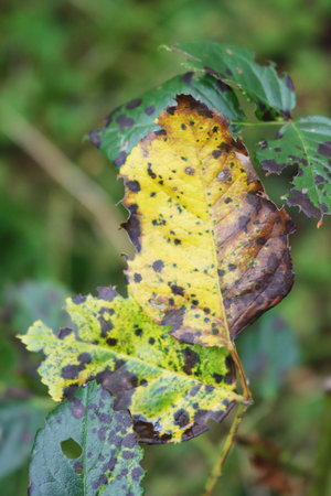 Close-up of brown spots on Rose bush leaves in the ornamental garden. Rose bush with disease