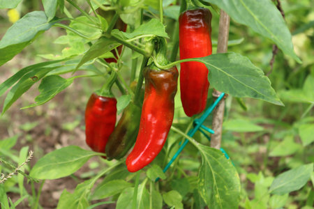 Red long peppers growing on plant in the vegetable garden on summer