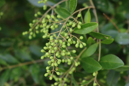 Close-up of unripe green berries on branch of common privet hedge. Ligustrum vulgare tree in the...