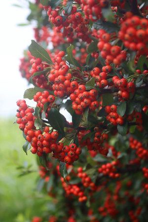 Close-up of Pyracantha or Firethorn hedge with red berries on branches in the garden on autumn...