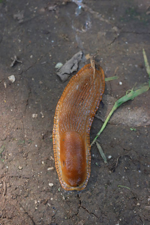 Large Red Slug on the ground in the garden. Arion rufus. agricutlural pestの写真素材