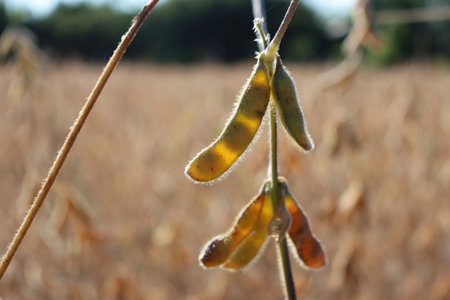 Close-up of dry Soybean plants ready to harvest against sunlight. Cultivated Glycine max